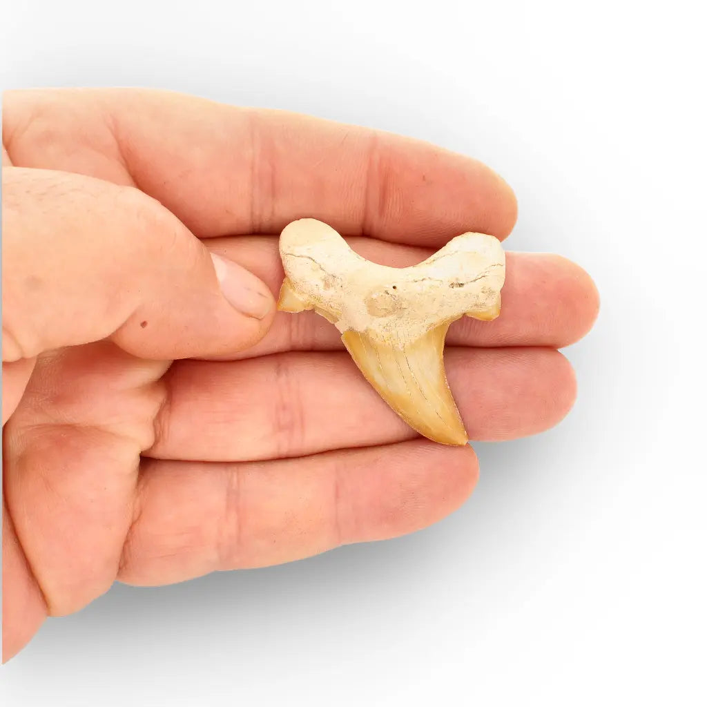 Get your Otodus Obliquus Shark Tooth Fossil, Megalodon Ancestor online now or in store at Forever Gems in Franschhoek, South Africa