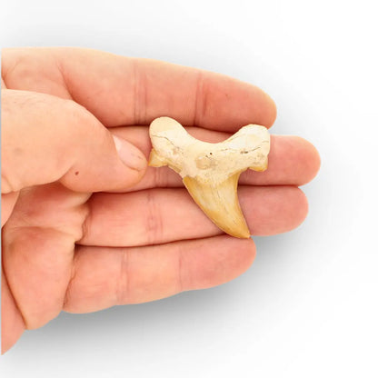 Get your Otodus Obliquus Shark Tooth Fossil, Megalodon Ancestor online now or in store at Forever Gems in Franschhoek, South Africa
