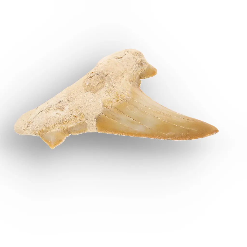 Get your Otodus Obliquus Shark Tooth Fossil, Megalodon Ancestor online now or in store at Forever Gems in Franschhoek, South Africa