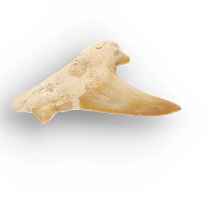 Get your Otodus Obliquus Shark Tooth Fossil, Megalodon Ancestor online now or in store at Forever Gems in Franschhoek, South Africa