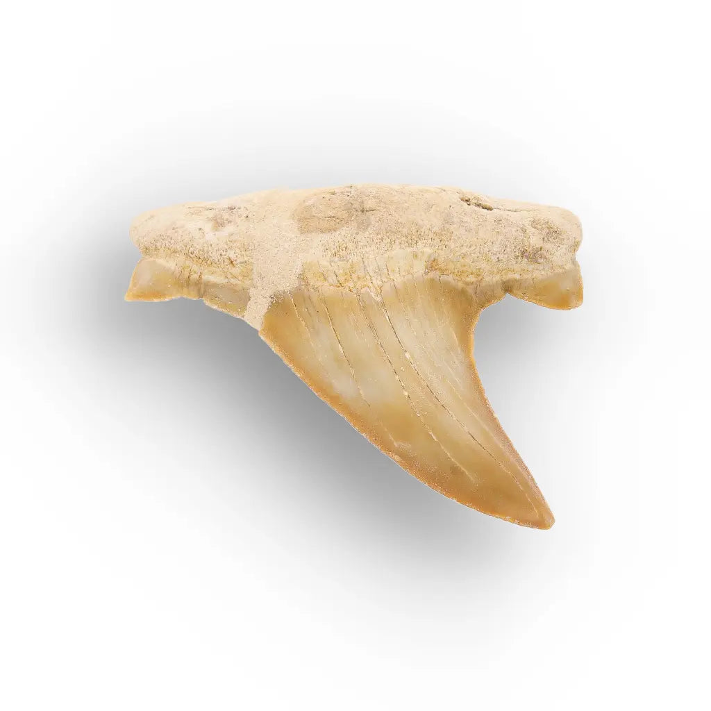 Get your Otodus Obliquus Shark Tooth Fossil, Megalodon Ancestor online now or in store at Forever Gems in Franschhoek, South Africa