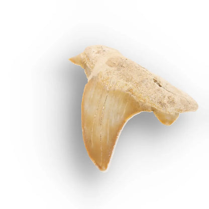 Get your Otodus Obliquus Shark Tooth Fossil, Megalodon Ancestor online now or in store at Forever Gems in Franschhoek, South Africa