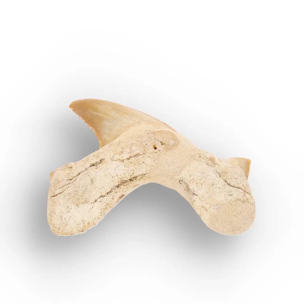Get your Otodus Obliquus Shark Tooth Fossil, Megalodon Ancestor online now or in store at Forever Gems in Franschhoek, South Africa