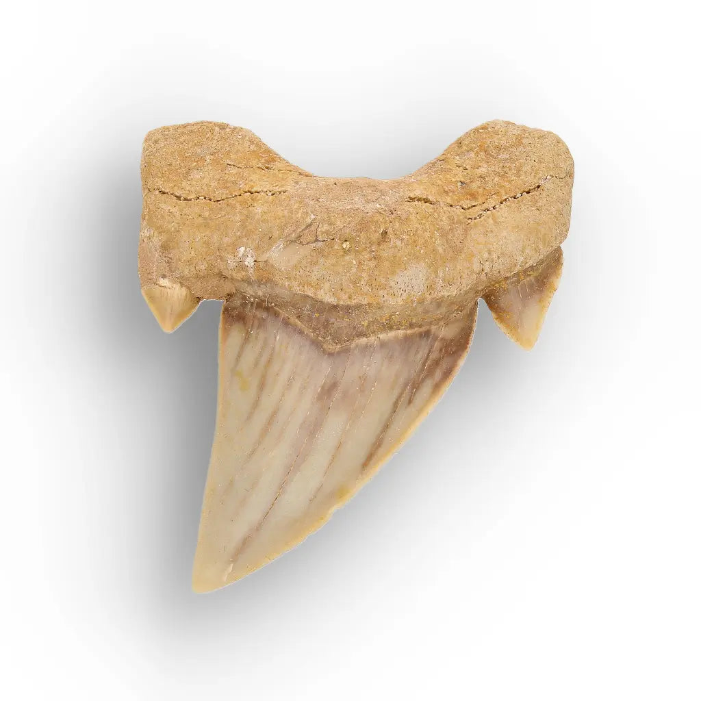 Get your Megalodon Ancestor Shark Tooth Fossil online now or in store at Forever Gems in Franschhoek, South Africa