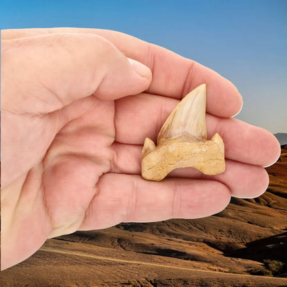 Get your Megalodon Ancestor Shark Tooth Fossil online now or in store at Forever Gems in Franschhoek, South Africa