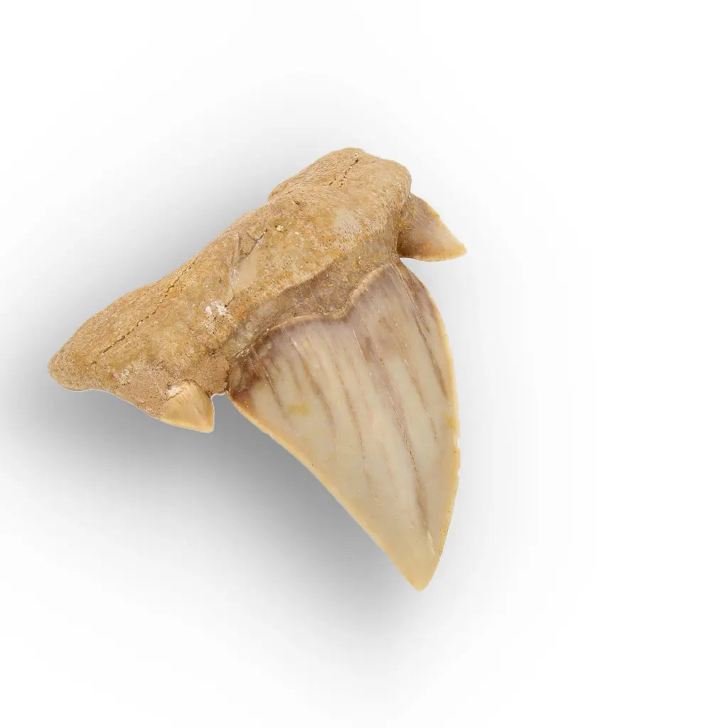 Get your Megalodon Ancestor Shark Tooth Fossil online now or in store at Forever Gems in Franschhoek, South Africa
