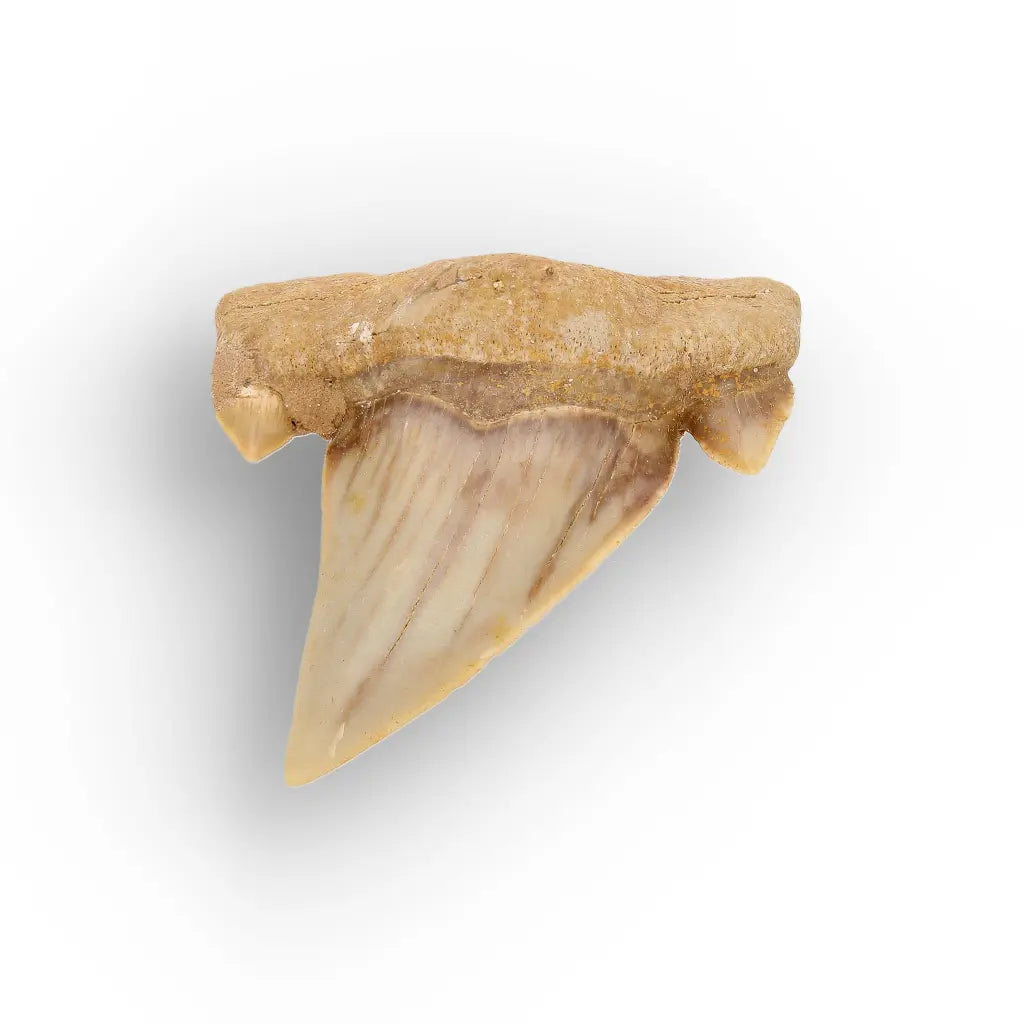 Get your Megalodon Ancestor Shark Tooth Fossil online now or in store at Forever Gems in Franschhoek, South Africa