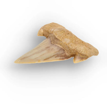 Get your Megalodon Ancestor Shark Tooth Fossil online now or in store at Forever Gems in Franschhoek, South Africa