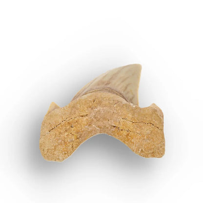 Get your Megalodon Ancestor Shark Tooth Fossil online now or in store at Forever Gems in Franschhoek, South Africa
