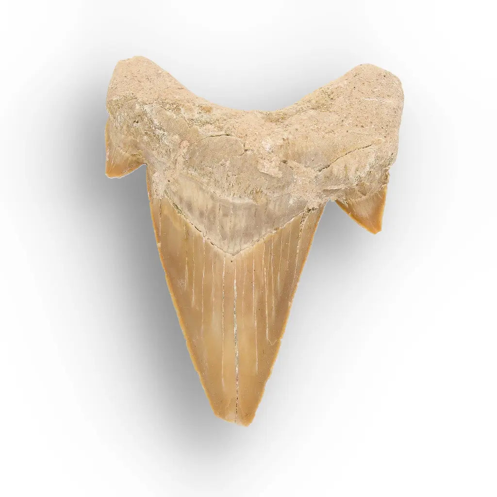 Get your Authentic Paleocene Shark Tooth Fossil online now or in store at Forever Gems in Franschhoek, South Africa