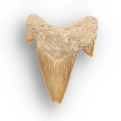 Get your Authentic Paleocene Shark Tooth Fossil online now or in store at Forever Gems in Franschhoek, South Africa