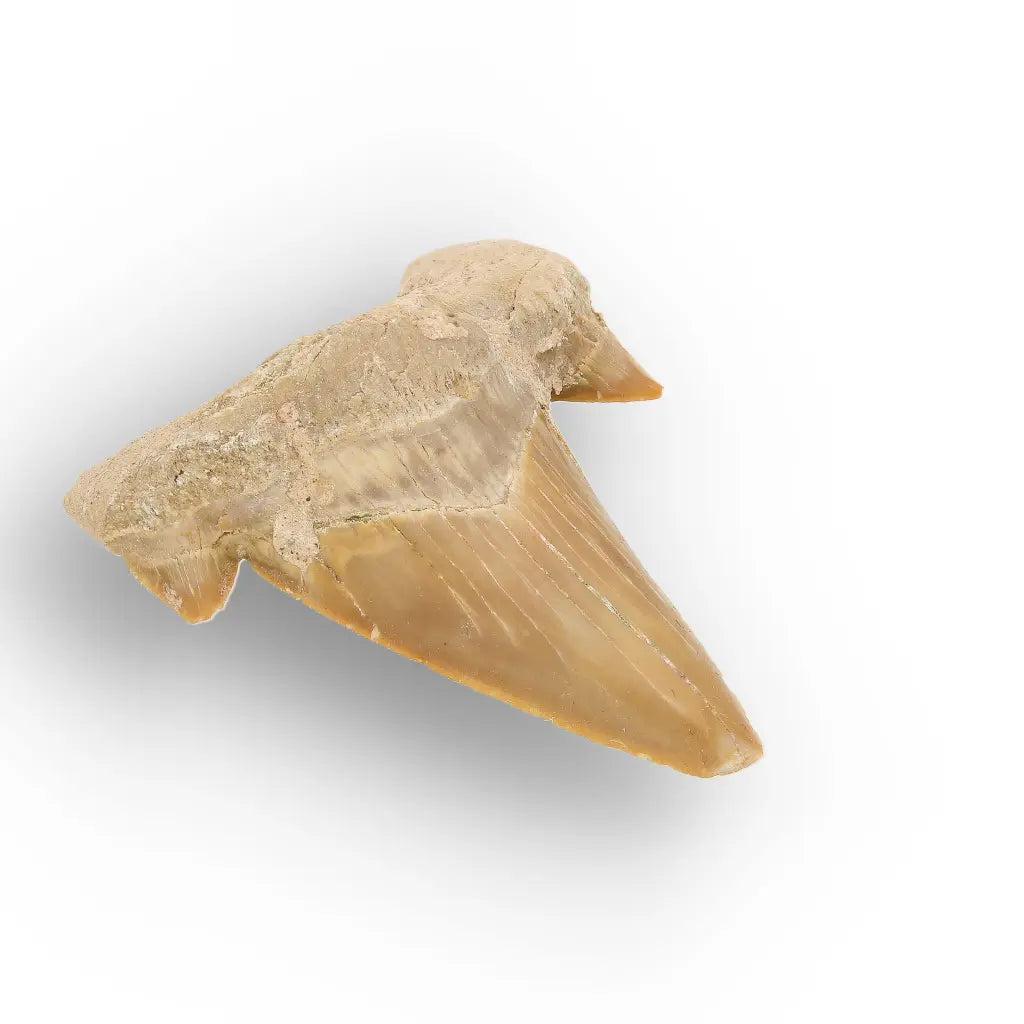 Get your Authentic Paleocene Shark Tooth Fossil online now or in store at Forever Gems in Franschhoek, South Africa