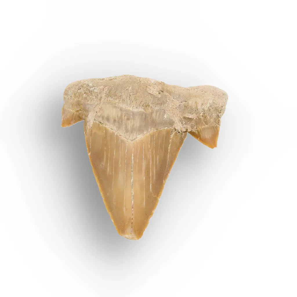 Get your Authentic Paleocene Shark Tooth Fossil online now or in store at Forever Gems in Franschhoek, South Africa