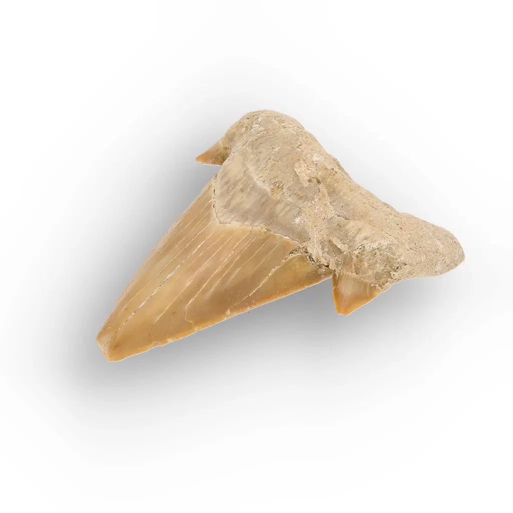 Get your Authentic Paleocene Shark Tooth Fossil online now or in store at Forever Gems in Franschhoek, South Africa