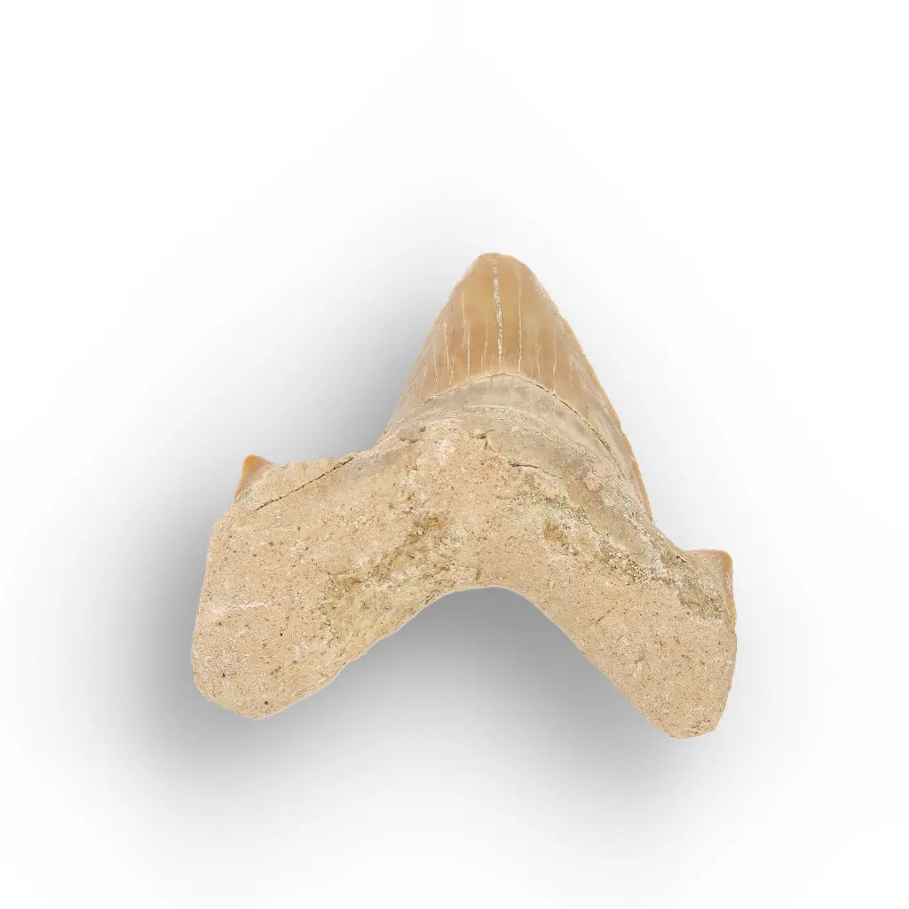 Get your Authentic Paleocene Shark Tooth Fossil online now or in store at Forever Gems in Franschhoek, South Africa