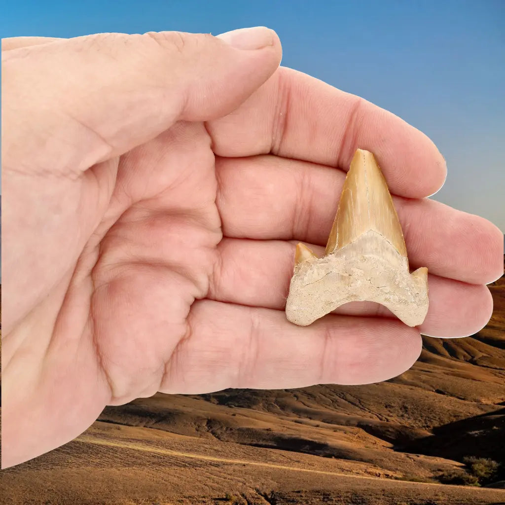 Get your Authentic Paleocene Shark Tooth Fossil online now or in store at Forever Gems in Franschhoek, South Africa