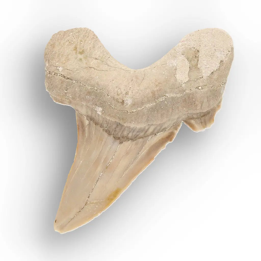 Get your Moroccan Otodus Obliquus Shark Tooth Fossil Specimen online now or in store at Forever Gems in Franschhoek, South Africa