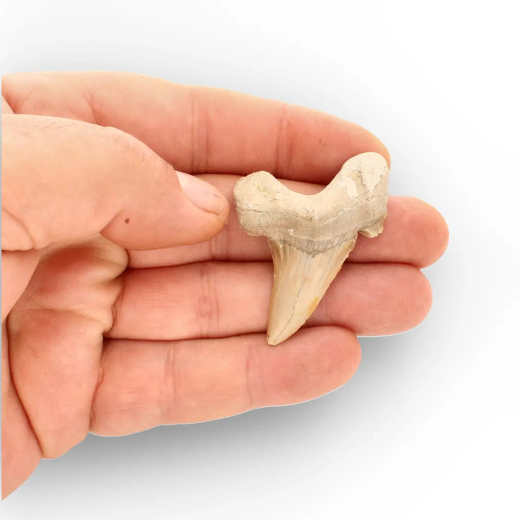 Get your Moroccan Otodus Obliquus Shark Tooth Fossil Specimen online now or in store at Forever Gems in Franschhoek, South Africa