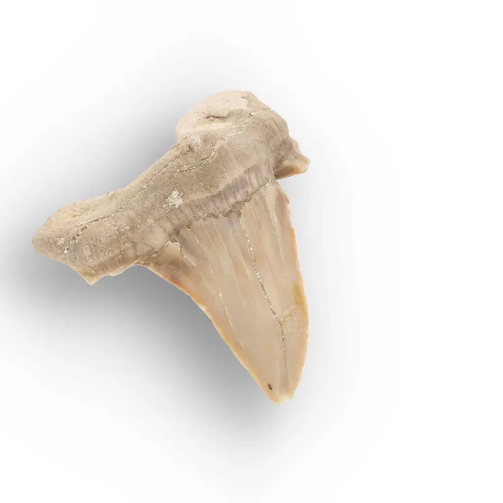Get your Moroccan Otodus Obliquus Shark Tooth Fossil Specimen online now or in store at Forever Gems in Franschhoek, South Africa