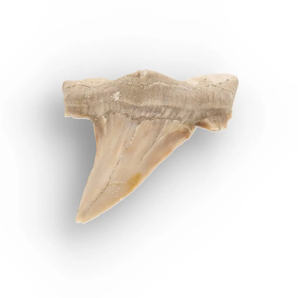 Get your Moroccan Otodus Obliquus Shark Tooth Fossil Specimen online now or in store at Forever Gems in Franschhoek, South Africa