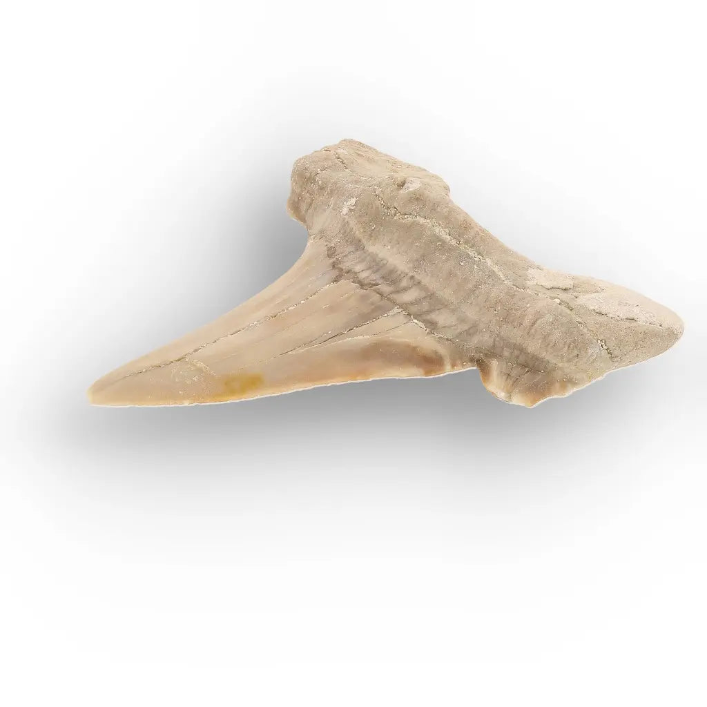 Get your Moroccan Otodus Obliquus Shark Tooth Fossil Specimen online now or in store at Forever Gems in Franschhoek, South Africa