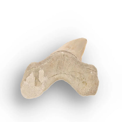 Get your Moroccan Otodus Obliquus Shark Tooth Fossil Specimen online now or in store at Forever Gems in Franschhoek, South Africa