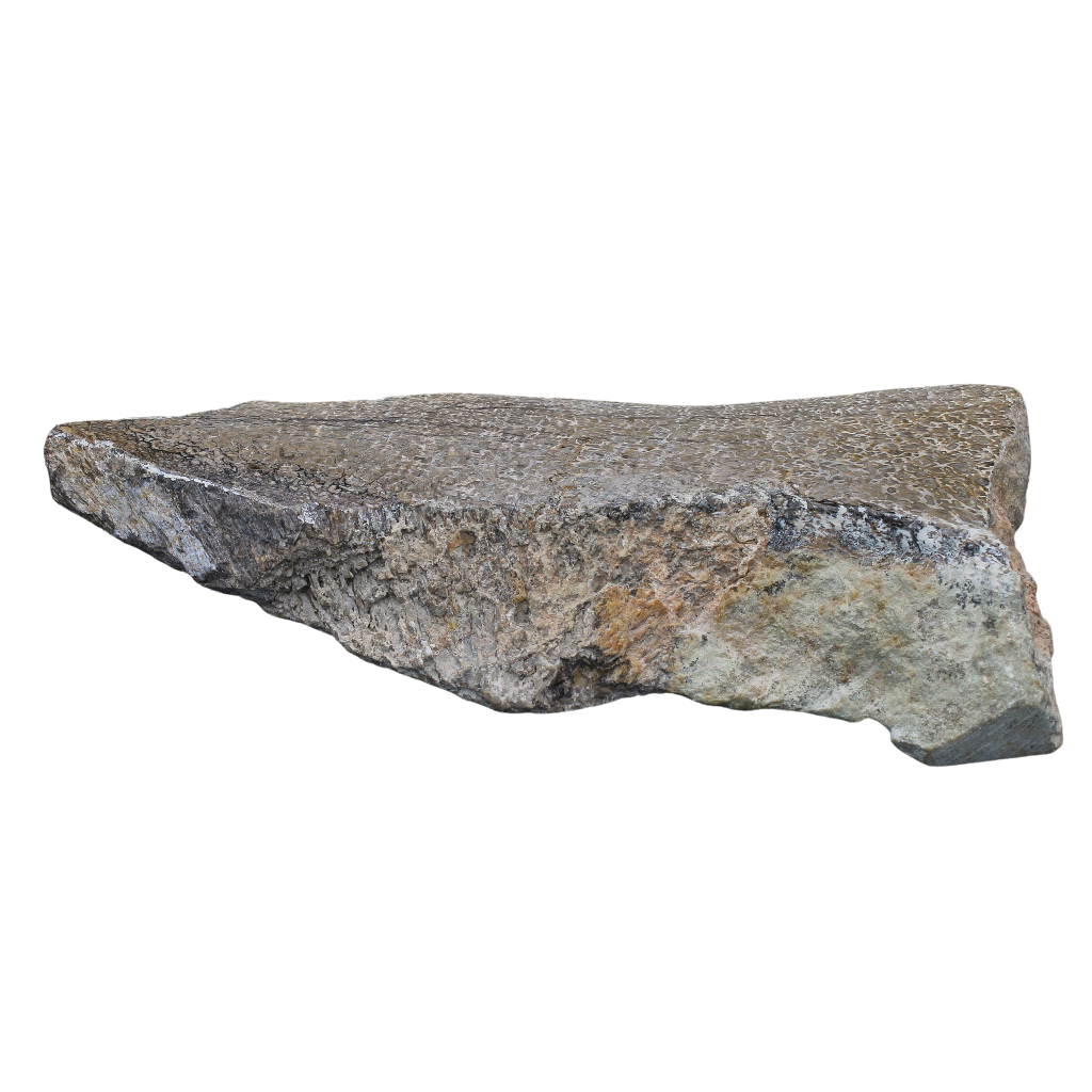 Buy your Polished Dinosaur Bone (Gembone) online now or in store at Forever Gems in Franschhoek, South Africa