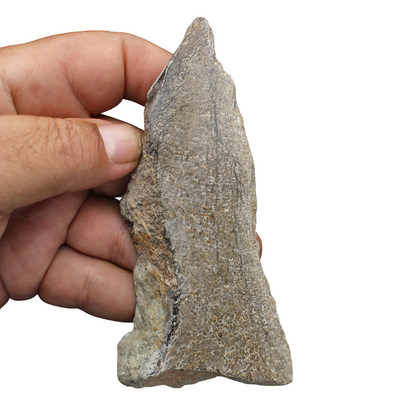 Buy your Polished Dinosaur Bone (Gembone) online now or in store at Forever Gems in Franschhoek, South Africa