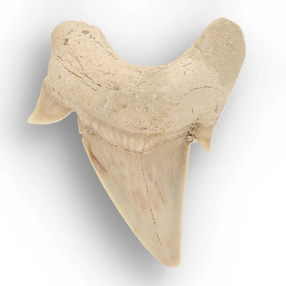 Get your Authentic Otodus Obliquus Shark Tooth Fossil Morocco online now or in store at Forever Gems in Franschhoek, South Africa