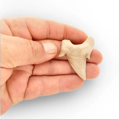 Get your Authentic Otodus Obliquus Shark Tooth Fossil Morocco online now or in store at Forever Gems in Franschhoek, South Africa