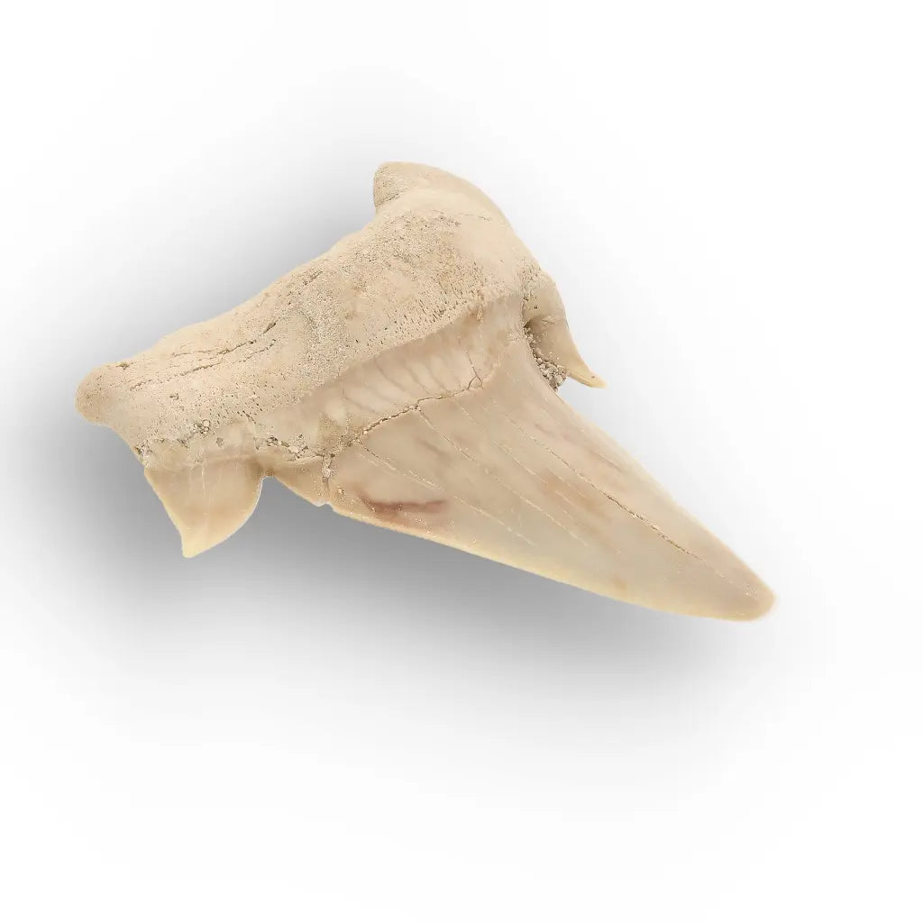 Get your Authentic Otodus Obliquus Shark Tooth Fossil Morocco online now or in store at Forever Gems in Franschhoek, South Africa
