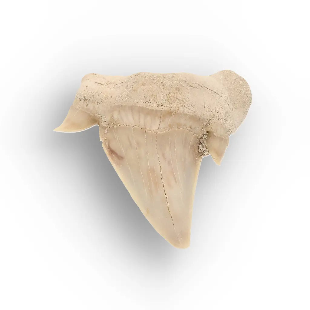Get your Authentic Otodus Obliquus Shark Tooth Fossil Morocco online now or in store at Forever Gems in Franschhoek, South Africa