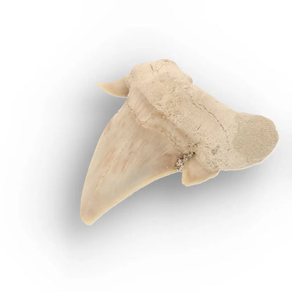 Get your Authentic Otodus Obliquus Shark Tooth Fossil Morocco online now or in store at Forever Gems in Franschhoek, South Africa