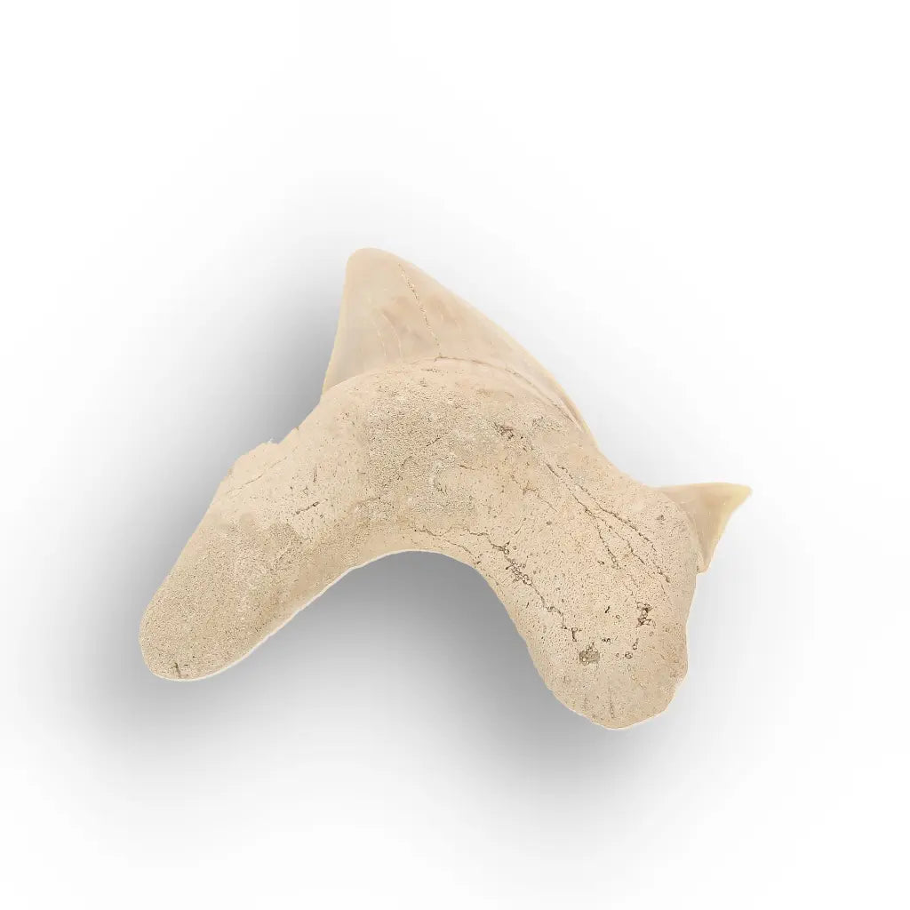 Get your Authentic Otodus Obliquus Shark Tooth Fossil Morocco online now or in store at Forever Gems in Franschhoek, South Africa