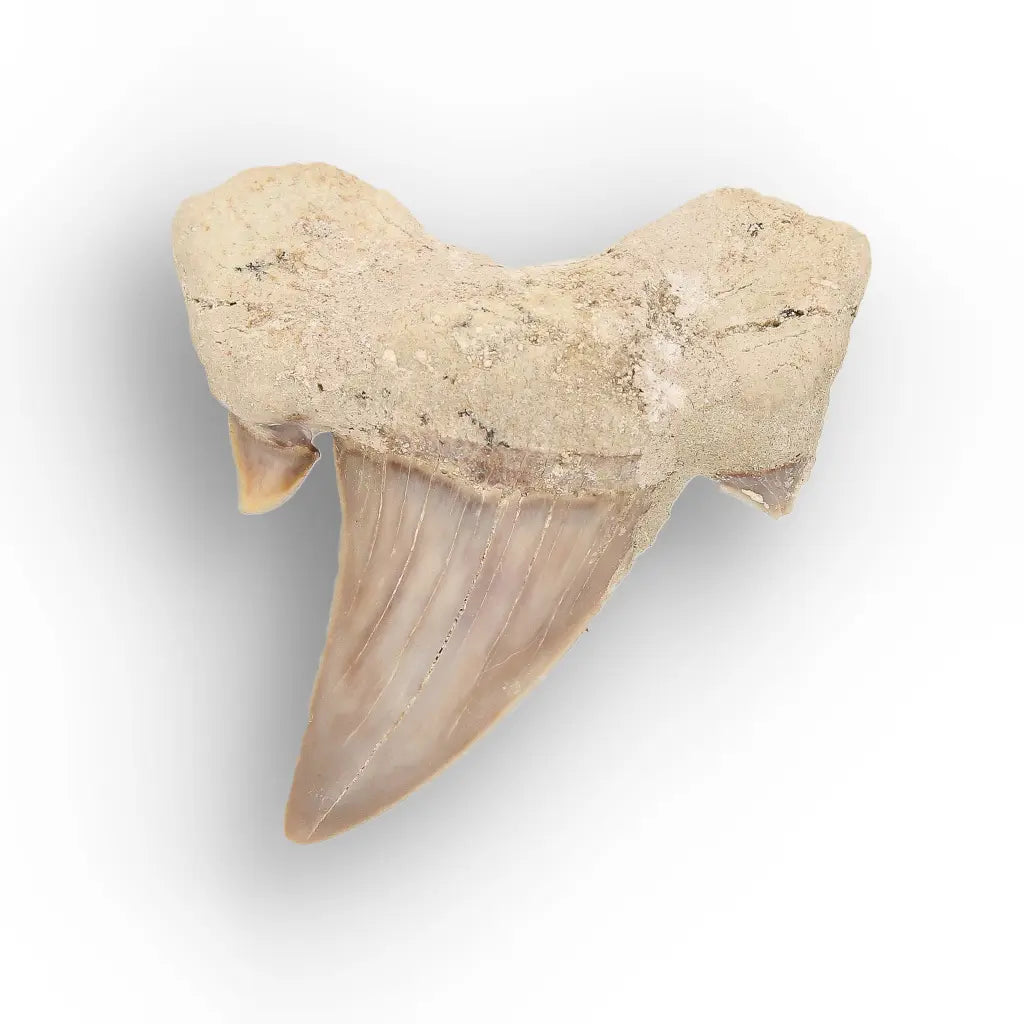 Get your Real Prehistoric Shark Tooth Fossil online now or in store at Forever Gems in Franschhoek, South Africa