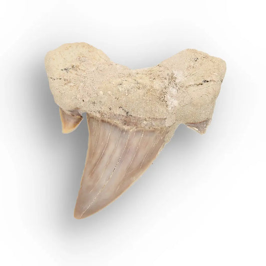 Get your Real Prehistoric Shark Tooth Fossil online now or in store at Forever Gems in Franschhoek, South Africa