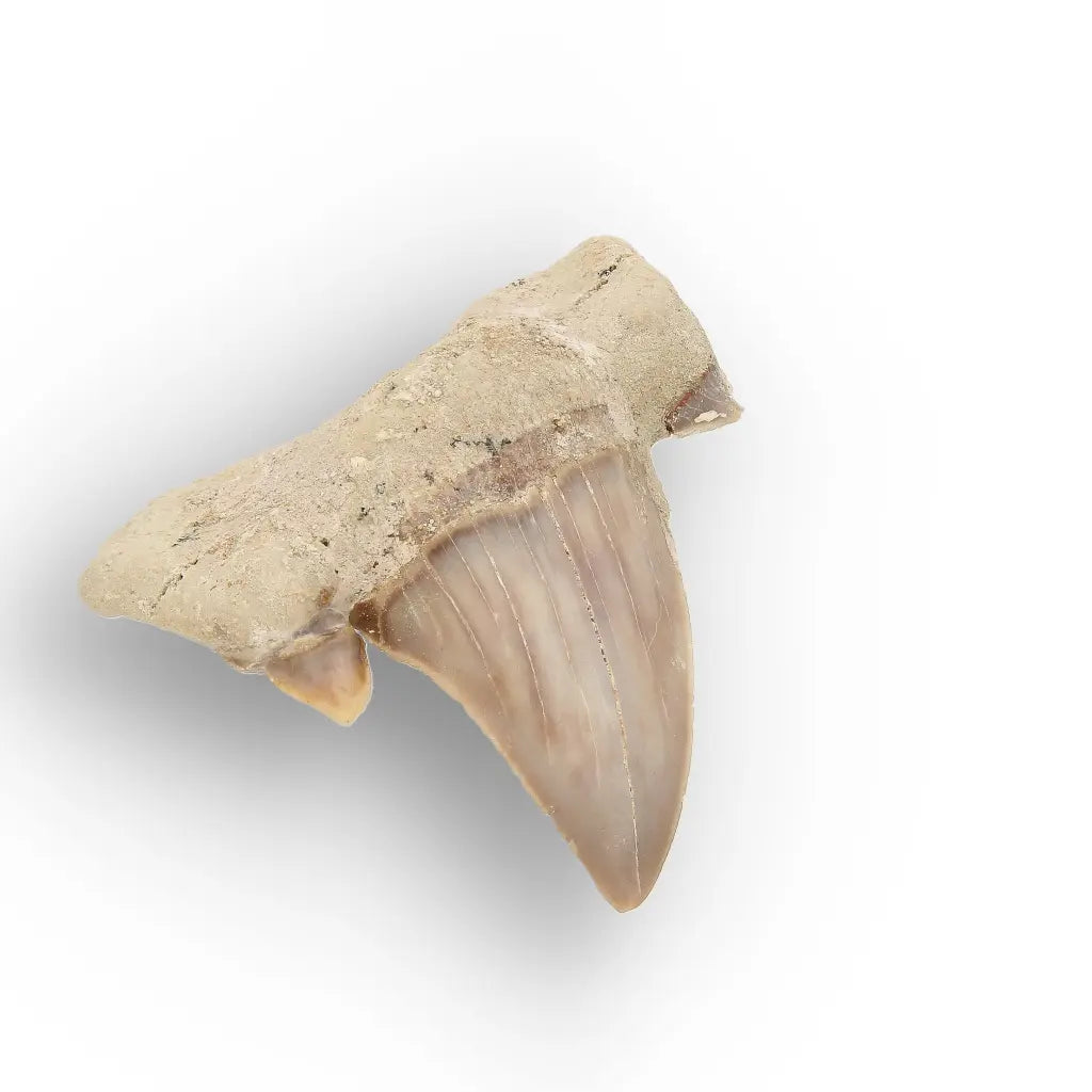 Get your Real Prehistoric Shark Tooth Fossil online now or in store at Forever Gems in Franschhoek, South Africa