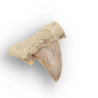 Get your Real Prehistoric Shark Tooth Fossil online now or in store at Forever Gems in Franschhoek, South Africa