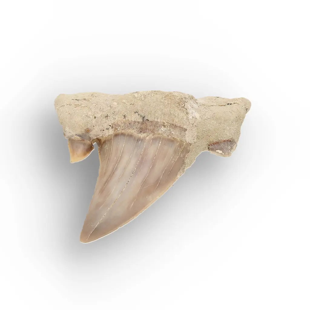 Get your Real Prehistoric Shark Tooth Fossil online now or in store at Forever Gems in Franschhoek, South Africa