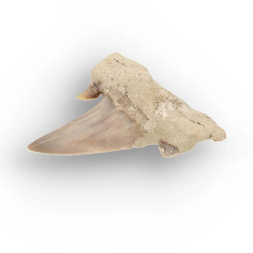 Get your Real Prehistoric Shark Tooth Fossil online now or in store at Forever Gems in Franschhoek, South Africa