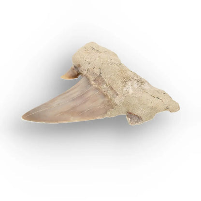 Get your Real Prehistoric Shark Tooth Fossil online now or in store at Forever Gems in Franschhoek, South Africa
