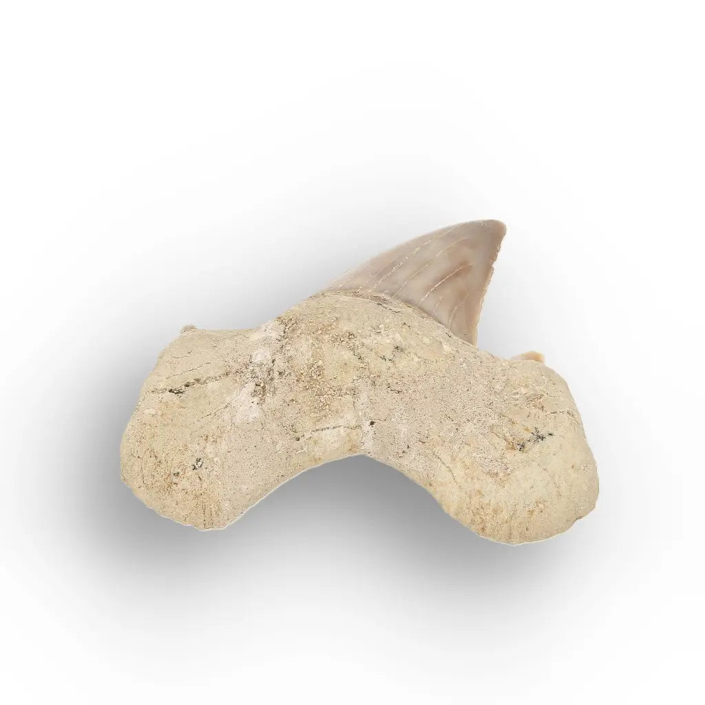 Get your Real Prehistoric Shark Tooth Fossil online now or in store at Forever Gems in Franschhoek, South Africa