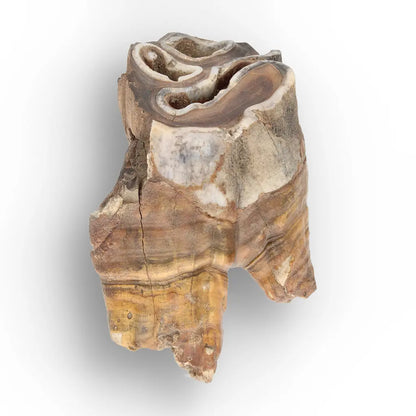 Get your Smiling Woolly Rhinoceros Tooth Fossil from Siberia online now or in store at Forever Gems in Franschhoek, South Africa