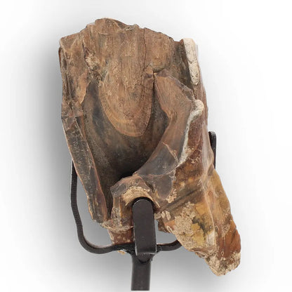 Get your Smiling Woolly Rhinoceros Tooth Fossil from Siberia online now or in store at Forever Gems in Franschhoek, South Africa