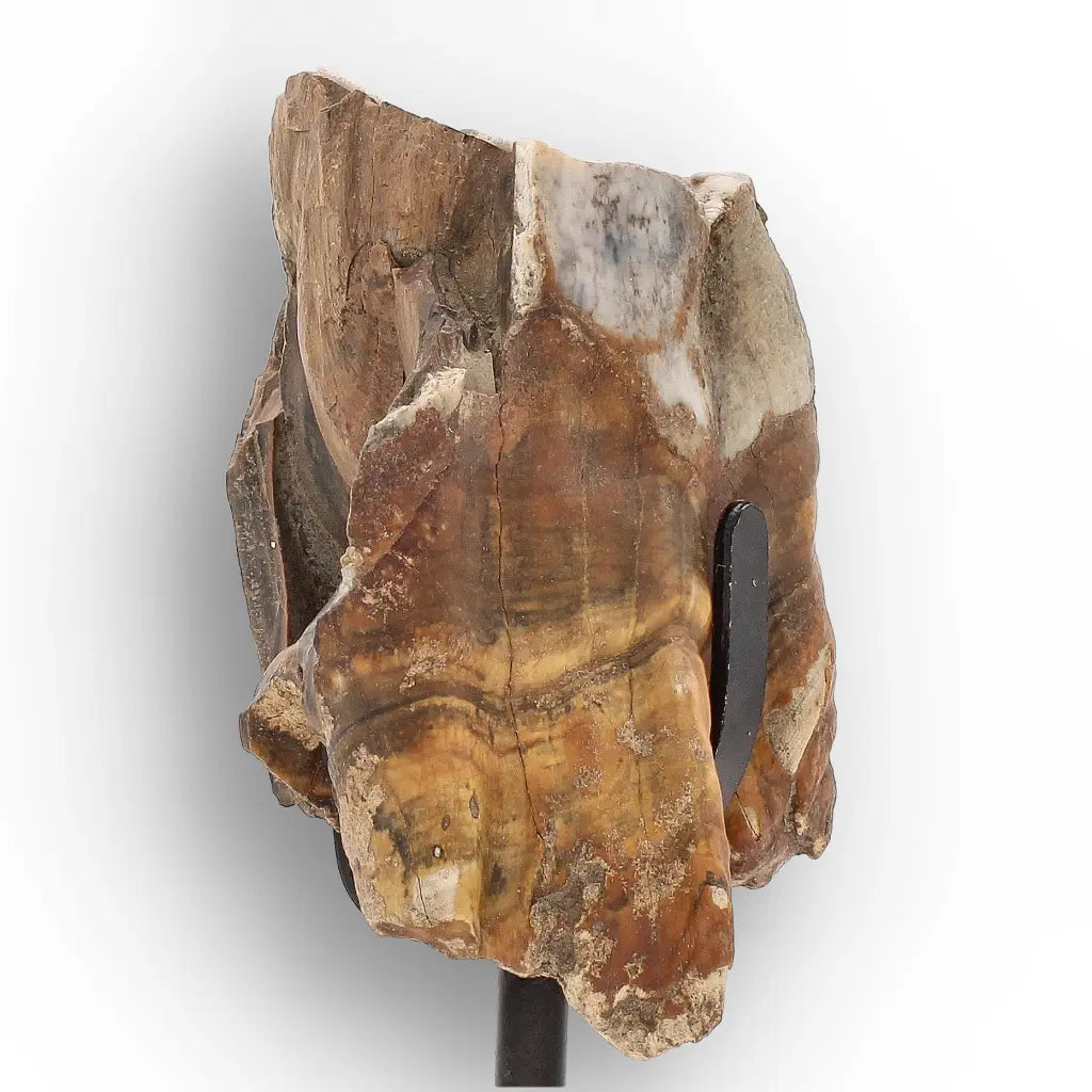 Get your Smiling Woolly Rhinoceros Tooth Fossil from Siberia online now or in store at Forever Gems in Franschhoek, South Africa