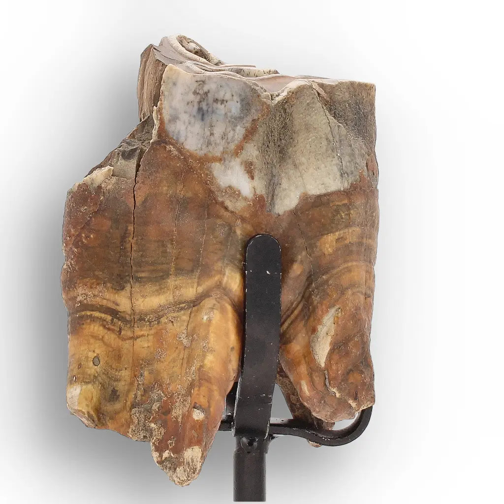 Get your Smiling Woolly Rhinoceros Tooth Fossil from Siberia online now or in store at Forever Gems in Franschhoek, South Africa