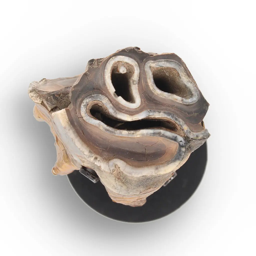 Get your Smiling Woolly Rhinoceros Tooth Fossil from Siberia online now or in store at Forever Gems in Franschhoek, South Africa