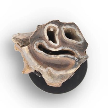 Get your Smiling Woolly Rhinoceros Tooth Fossil from Siberia online now or in store at Forever Gems in Franschhoek, South Africa