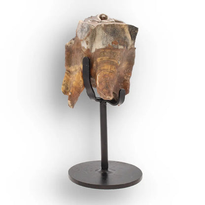 Get your Smiling Woolly Rhinoceros Tooth Fossil from Siberia online now or in store at Forever Gems in Franschhoek, South Africa