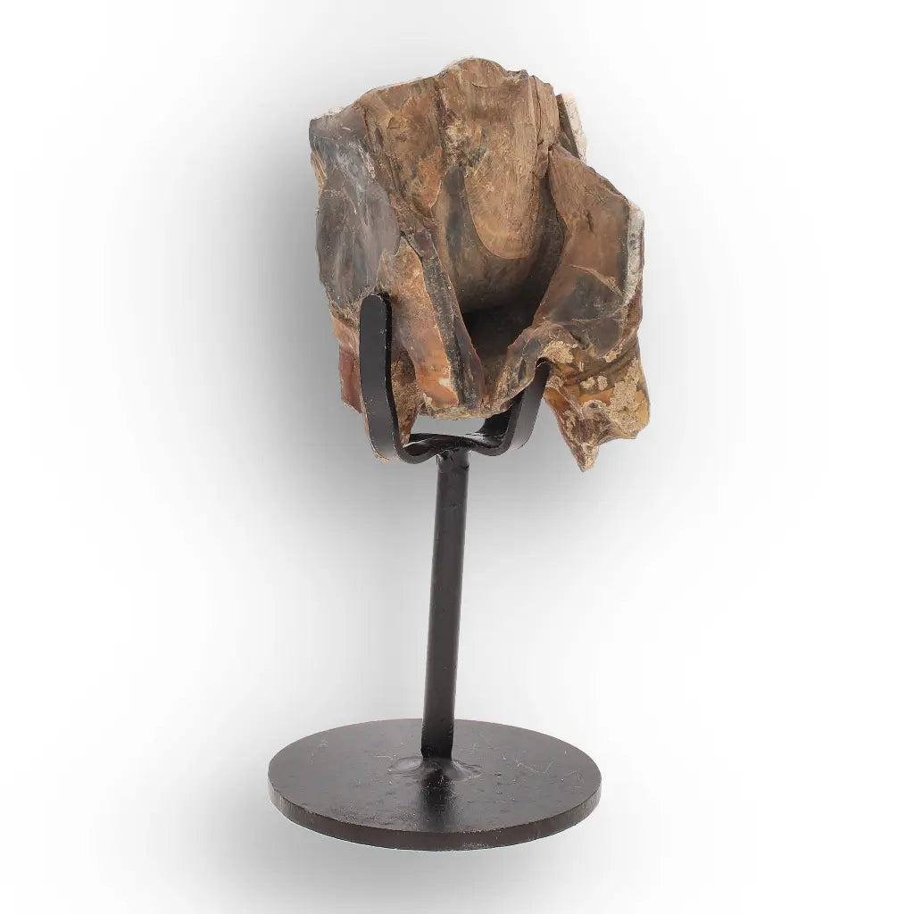 Get your Smiling Woolly Rhinoceros Tooth Fossil from Siberia online now or in store at Forever Gems in Franschhoek, South Africa